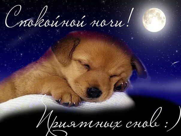 Красивые собаки и кошки. Спокойной ночи щенок. Спящие животные. Спокойной ночи щенок. Доброй ночи с животными.