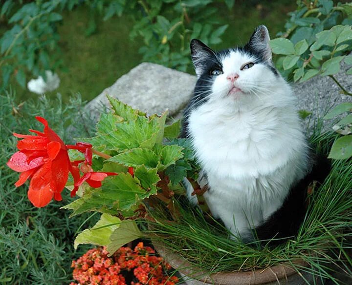 Cat plants. Кошки и цветы. Цветочный кот. Кот в цветах. Кошка с цветами.