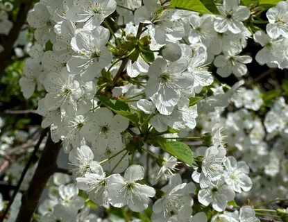 Қалпақ киген жалаңаш әйелдер