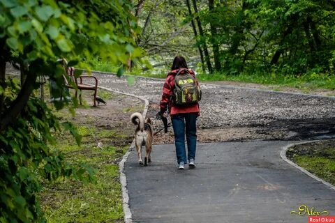 Можно ли в парк с собакой