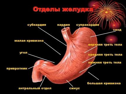 Кардия и привратник что это