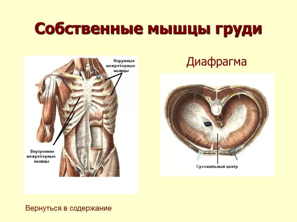 Мышечная система диафрагма. Мышцы груди анатомия диафрагма. Мышцы диафрагмы грудной клетки анатомия. Диафрагма относится к мышцам груди. Наружные мышцы груди.