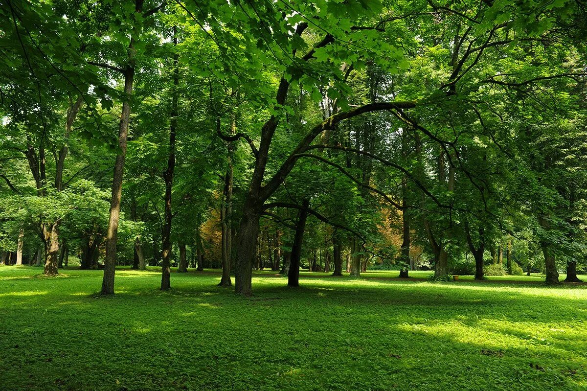 В парке 100 деревьев
