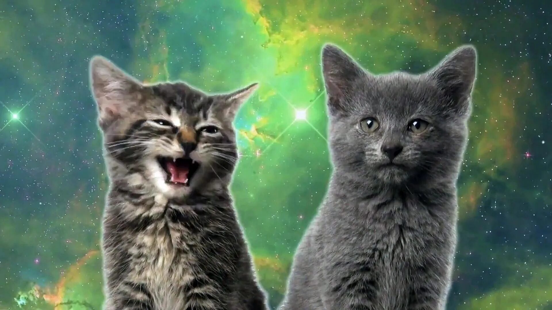 Включи разговаривающие коты. Котик мяу. два котика. поющие коты. космические коты.