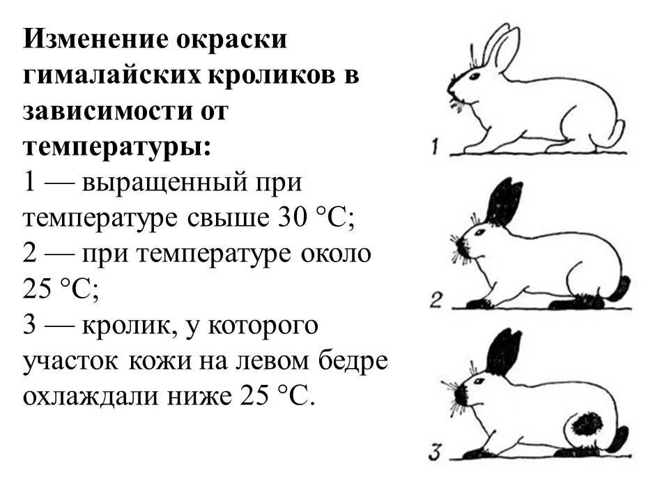 Гималайский кролик модификационная изменчивость. Горностаевый кролик модификационная изменчивость. Фенотипическая изменчивость животных. Модификационная изменчивость примеры. Пример явления иллюстрирующего изменчивость