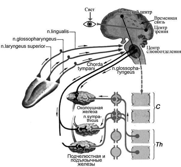 Слюноотделение нервная система. Рефлекторная регуляция слюноотделения. Рефлекс слюноотделения физиология. Механизмы регуляции слюноотделения физиология. Регуляция слюноотделения физиология схема.