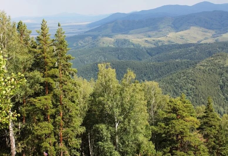 Лиственная красота