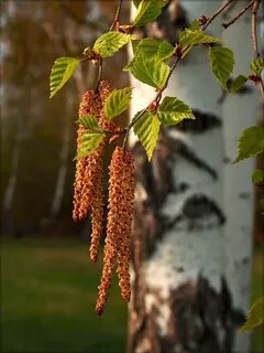 Белая береза сережки
