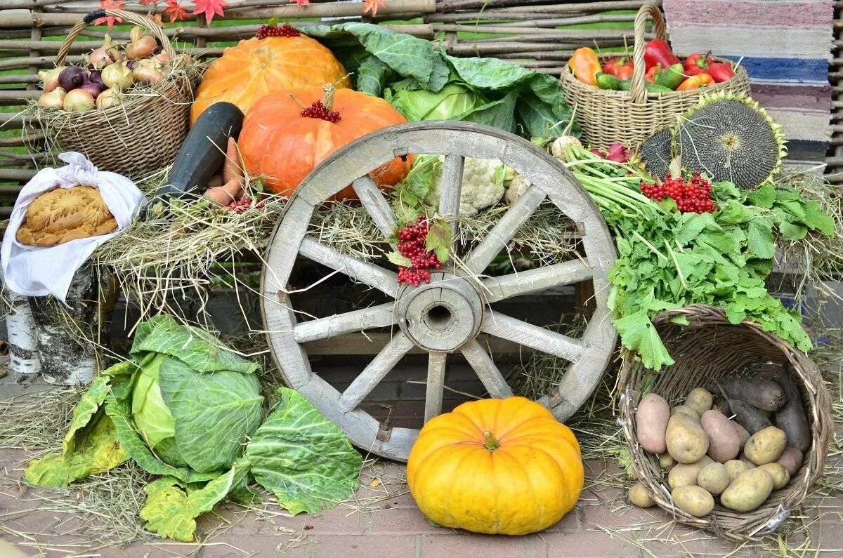 Осенний урожай. Проект урожая. Осенний урожай урок технологии 1 класса. Труд осенью. Осенний урожай технология 1 класс.