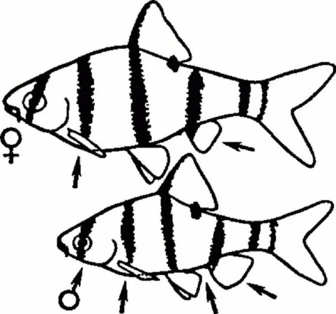 Отличие самки от самца. Отличие самки от самца. Гурами самец и самка отличие. Как узнать кролик самка или самец. Барбус суматранский самки.