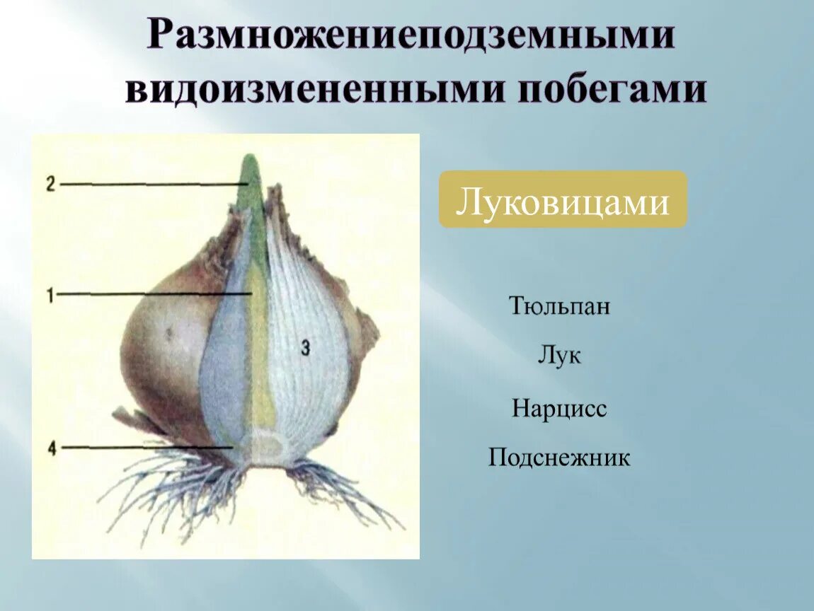 Вегетативное размножение подземными побегами. Вегетативное размножение растений луковицей подземных побегов. Размножение луковицами вегетативное размножение. Размножение видоизмененными побегами.