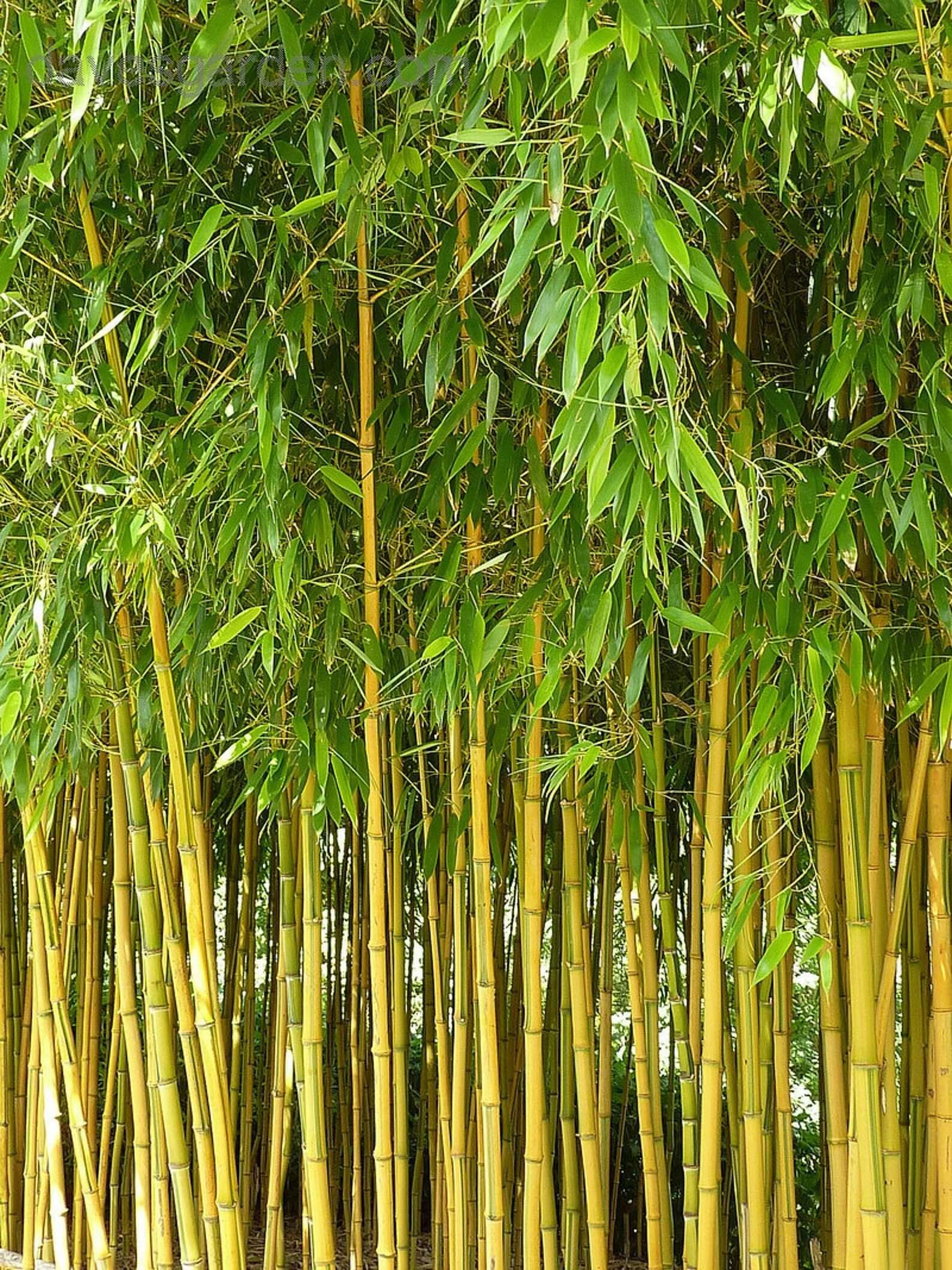 Бамбук это растение. Бамбук Филлостахис. Бамбук Phyllostachys aureosulcata ‘spectabilis‘. Phyllostachys aureosulcata. Бамбук Широшима.