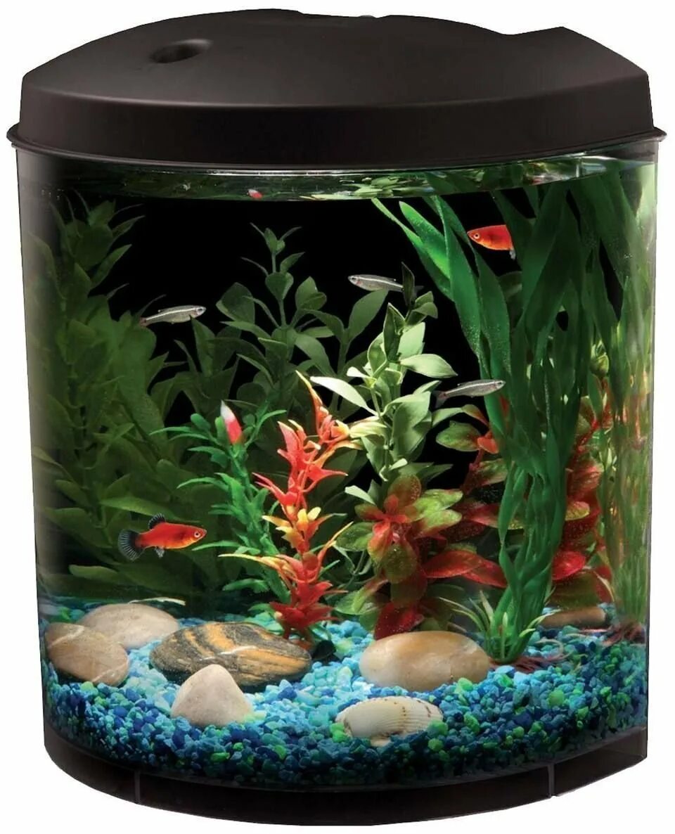 Аквариум aquarium. Аквариум a010530. Барбусы аквариумные рыбки. Маленький аквариум. Маленькие рыбки для аквариума.