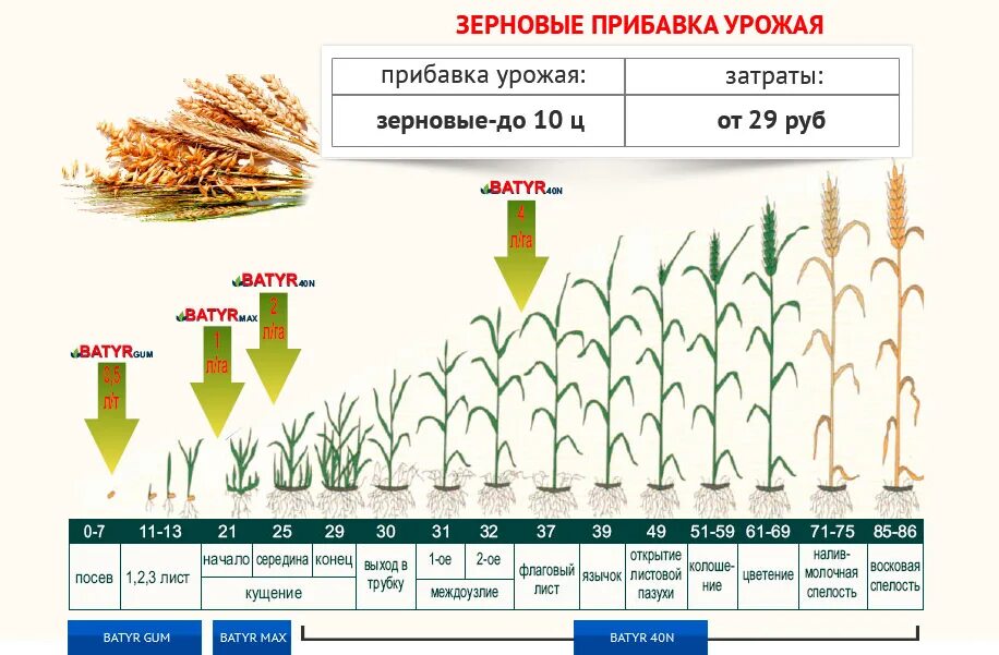 Первое междоузлие озимой пшеницы. Фаза формирования второго междоузлия озимой пшеницы. Фаза флагового листа у озимой пшеницы. Фаза флагового листа у пшеницы.