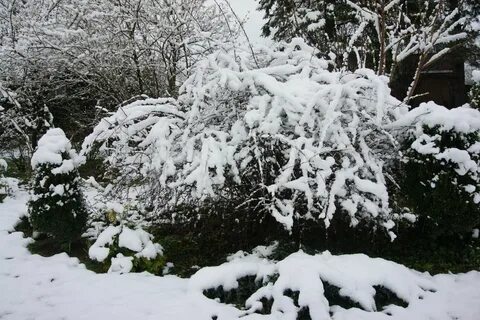 Кусты красивые зимой