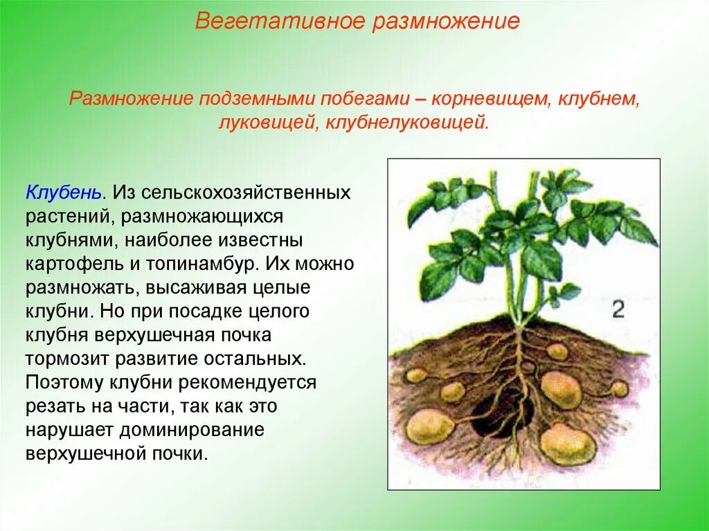 Вегетативное размножение топинамбура. Вегетативное размножение картофеля клубнями. Бесполое размножение клубнями. Бесполое размножение вегетативное клубнями. Какая наука изучает процесс размножения растений