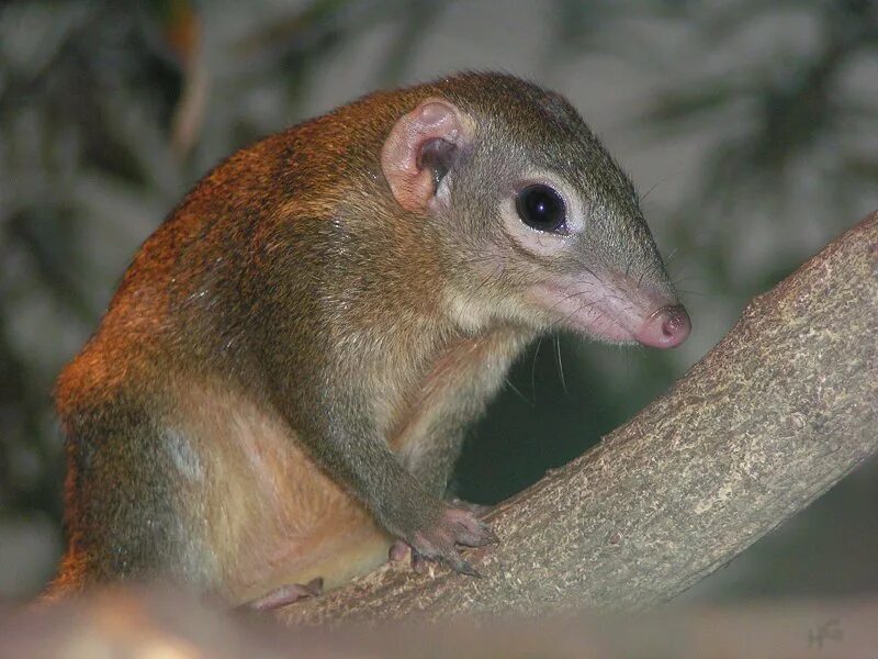 индийская тупайя. обыкновенная тупайя тупайи. горная тупайя. тупайя питается. индийская тупайя.