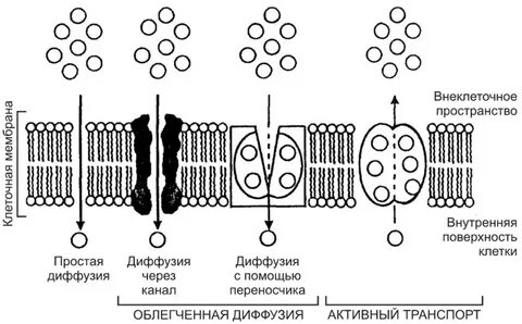 Простая диффузия это