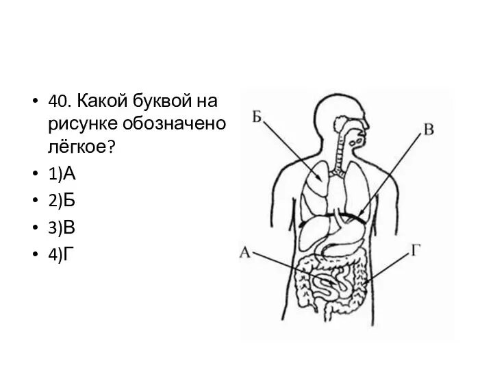 Дыхательная система задания огэ. Дыхание система дыхания огэ. дыхание человека огэ. строение дыхательной системы огэ. дыхательная система огэ биология.