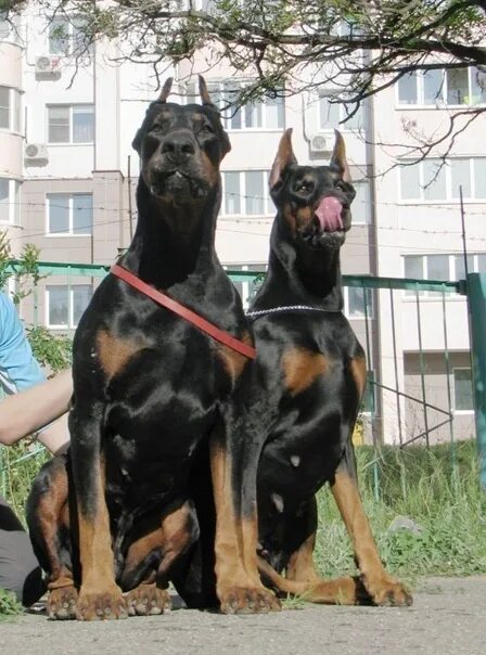 Течка у добермана