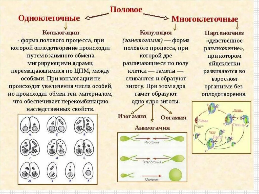 Половое размножение таблица конъюгация. Типы полового размножения/процесса. Формы полового процесса у одноклеточных. Размножение организмов развитие половых клеток таблица. Размножаться и е