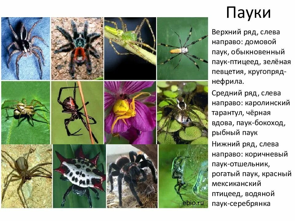 Таблица по биологии 8 класс паукообразные Таблица по биологии 7 класс ракообразные 7/48