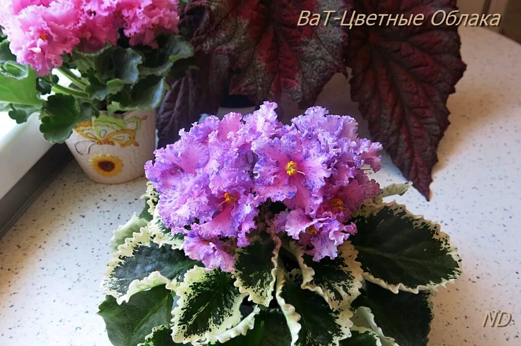 Фиалка облака. Рс ночные облака фиалка. Фиалка рм апрельские облака. Сорт фиалки розовые облака. Фиалка бризингида.