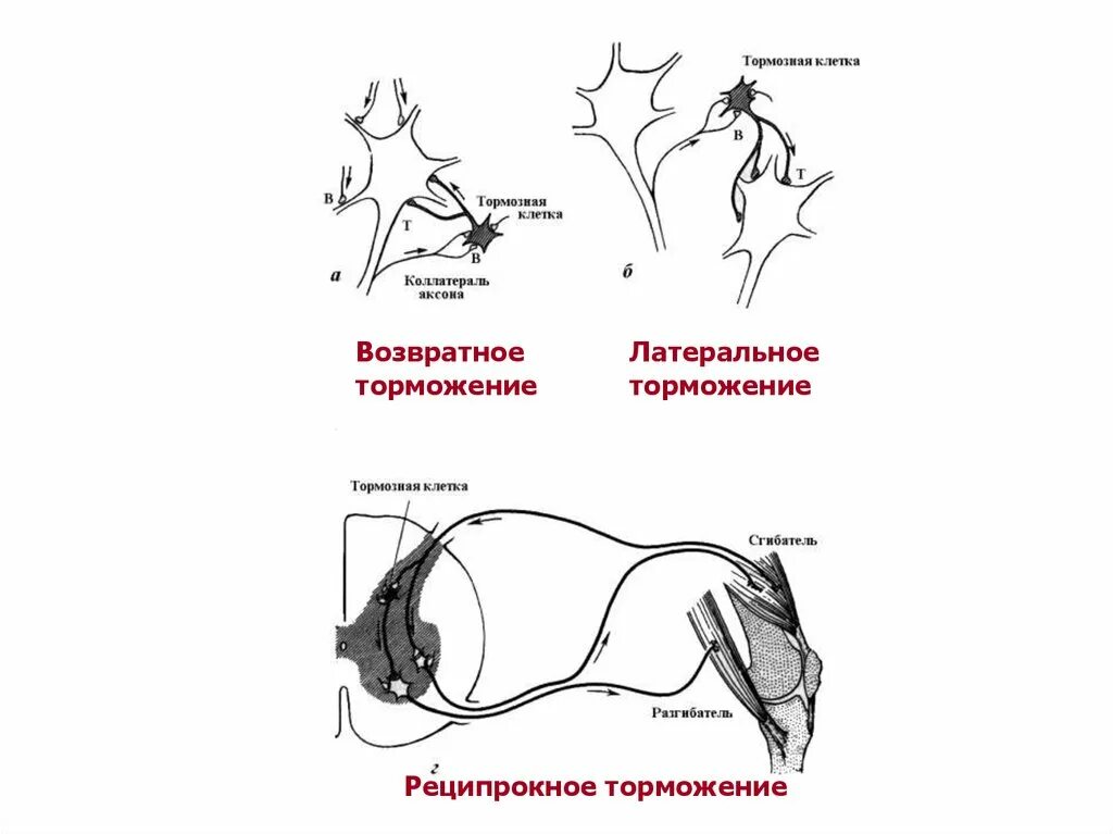 Поступательное возвратное реципрокное Латеральное торможение. Схема торможения гольца. Схема Сеченовского торможения. Латеральное торможение физиология. Возвратное торможение