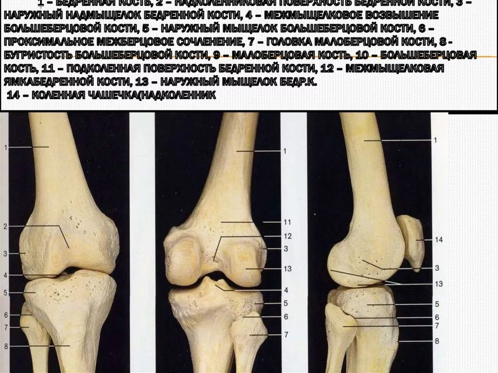 Суставные мыщелки