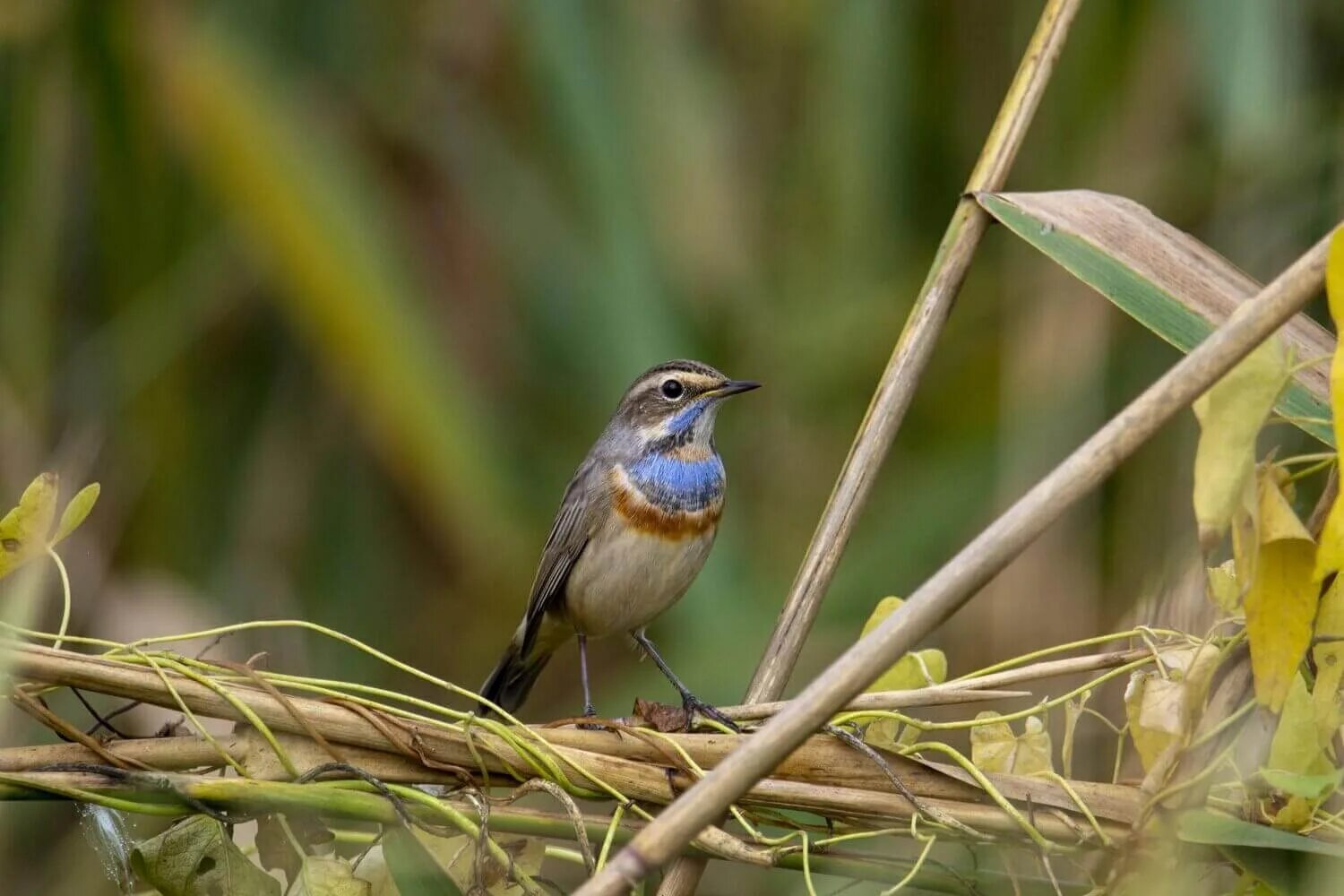 Турухтан самка. Полярная крачка. Арктическая крачка. Сойка сизоворонка. Выступающая птица.