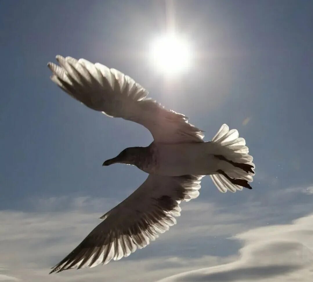 Под летающая птица. Под летающая птица. Птицы летают. Птицы улетают с ветки. Полёт птиц.