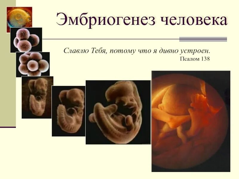 Эмбриогенез человека. Презентация эмбриогенез 10 класс. Стадии эмбриогенеза. Эмбриогенез человека фото.