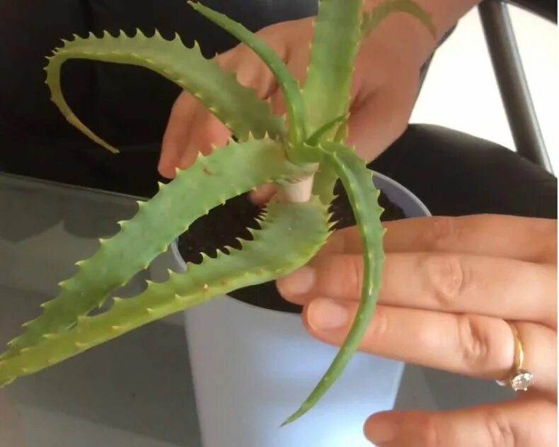 Алоэ в горшке. Как поливать алоэ. Суккулент алоэ. Алоэ для полива цветов. Алоэ полив.