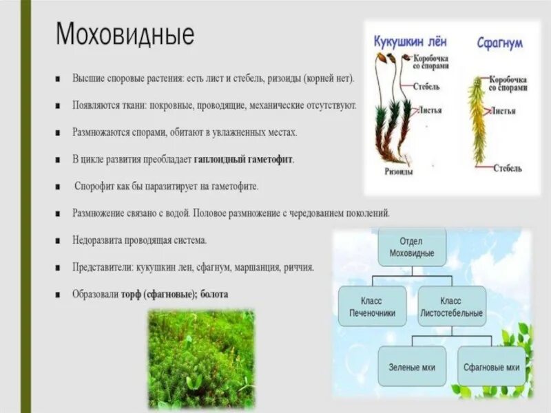 По каким признакам мхи относятся к высшим. Споровые растения низшие высшие схема. Схема споровые растения 6 класс. Высшие споровые растения строение. Высшие споровые растения отдел Моховидные.