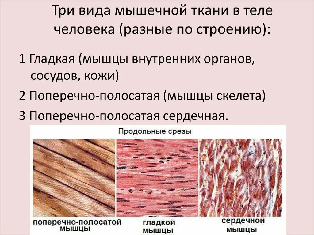 Единица сердечной мышечной ткани