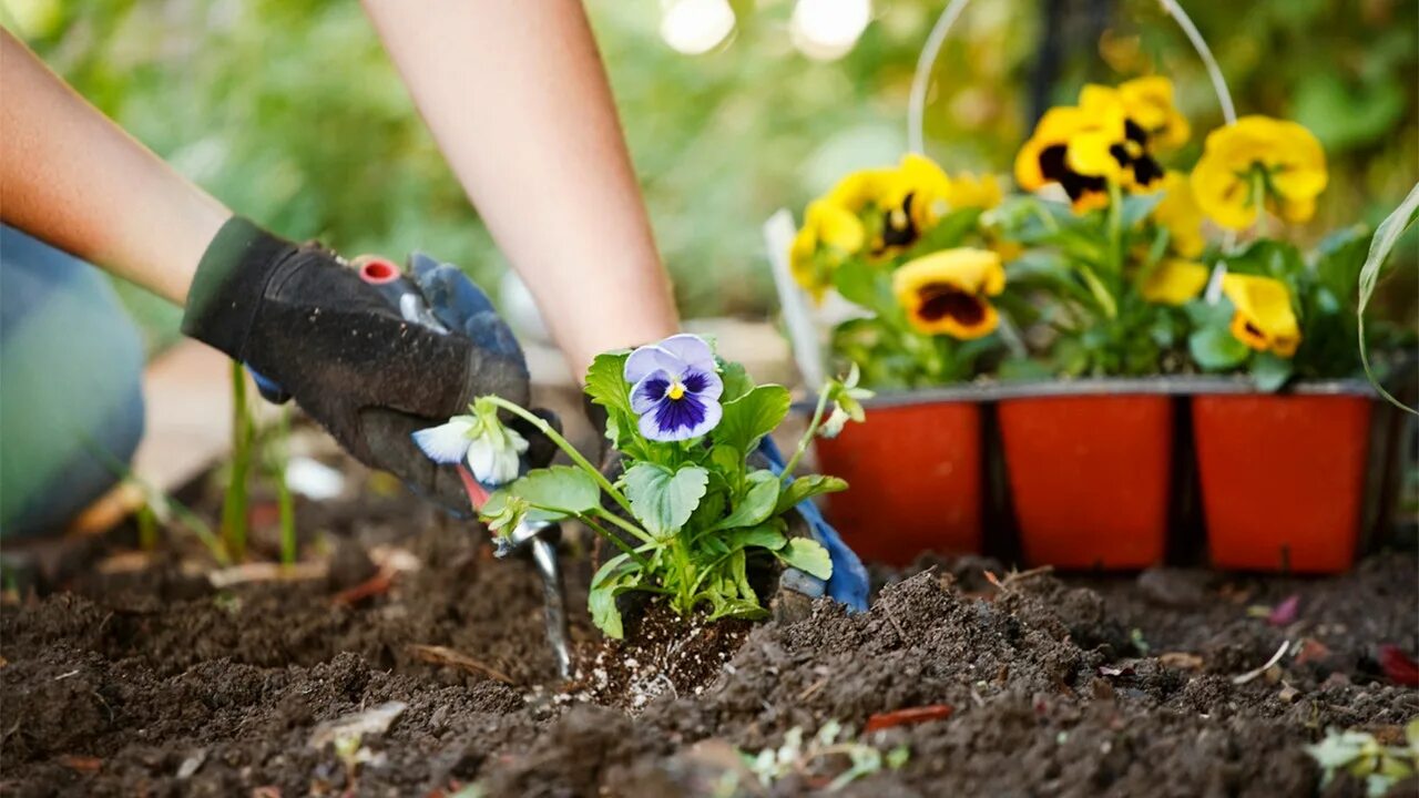 Сажать цветы. Посадка растений. Рассада для клумб. Посадка растений в саду. The gardener planted some