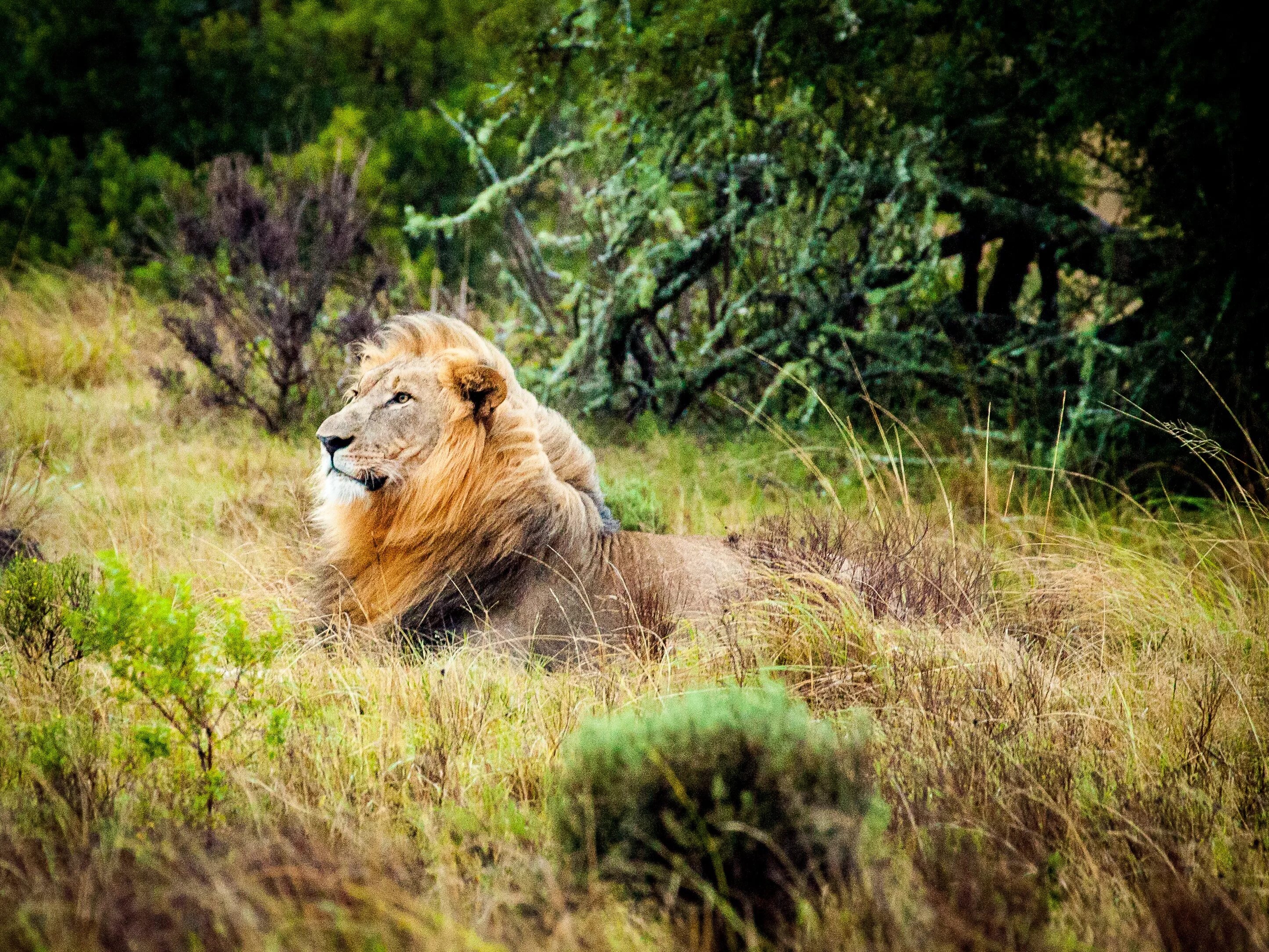 Сафари ЮАР Лев. Львы в саванне. Львы в дикой природе. Африканский Лев. Дайте дикую природу