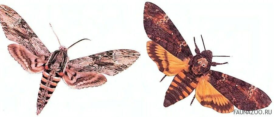 бабочка издающая звуки. бабочка бражник языкан. бабочка издает звуки. бабочка бражник колибри. насекомые бабочки.