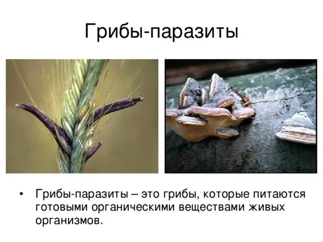 Головня спорынья мучнистая роса. Общая характеристика грибов-паразитов. Доклад на тему грибы паразиты. Грибы паразиты конспект. Грибы паразиты культурных растений.