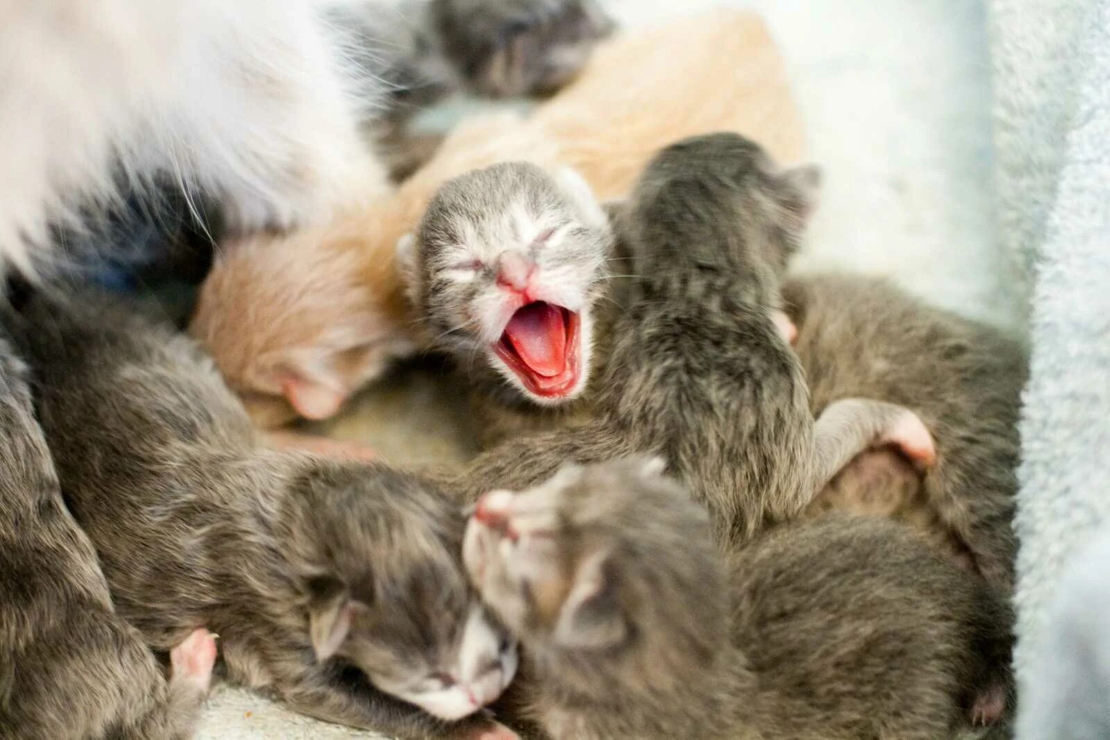 Новорожденные котята. Новорожденный котенок. Слепые котята. К чему снятся рождающиеся котята