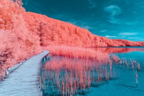 Коралловые обои