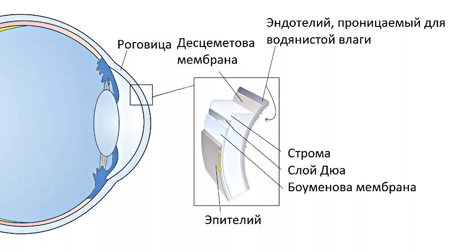 Слой ДЮА роговица. Строение роговицы толщина. Дегенерация роговицы глаза. Роговица характеристика