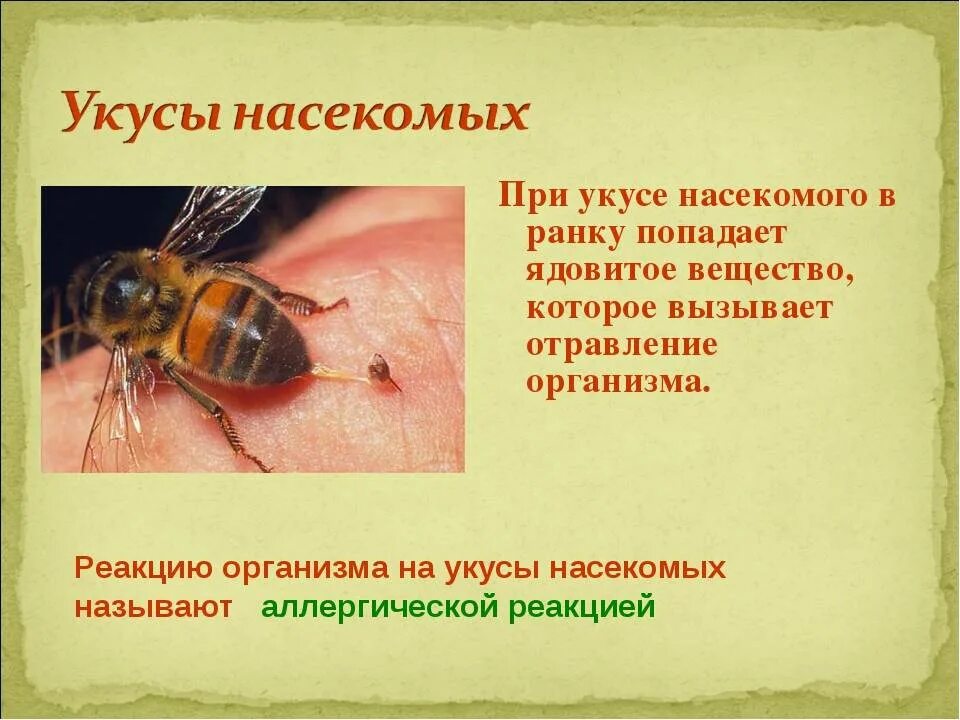 Если тебя укусила оса впр. Укусы ядовитых насекомых. Оказание ПМП при укусе насекомых.