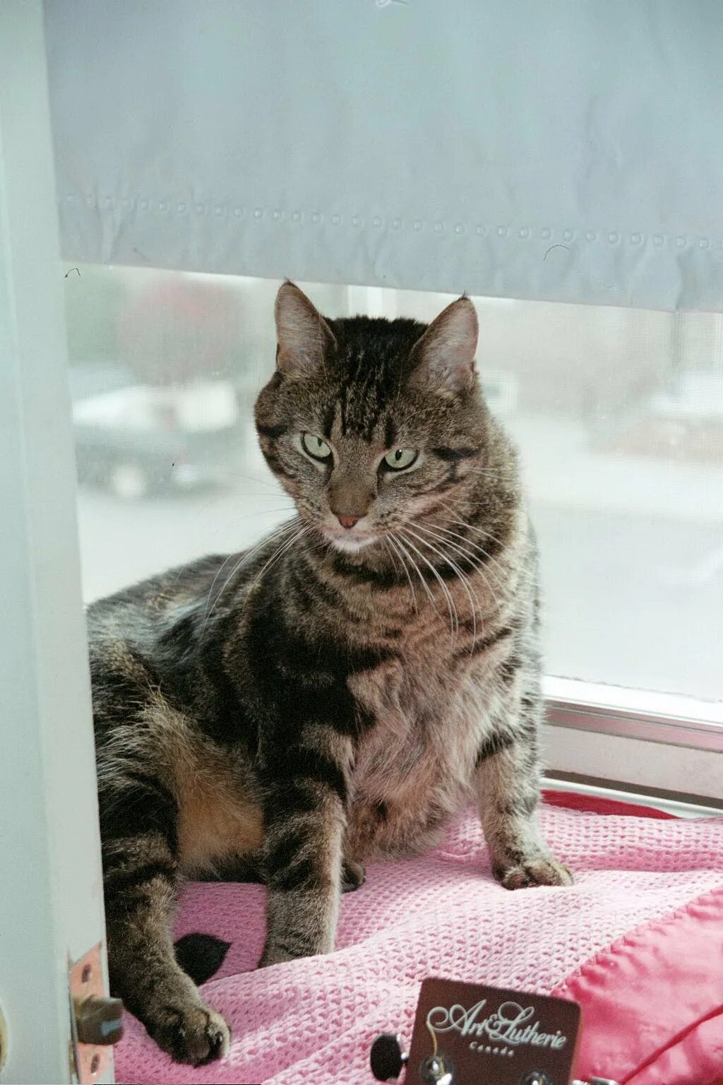 Попаданка в ведьму алла биглова читать онлайн. Осоловелый это. Осоловелый это. Упоротая сова. Кошка атакует.