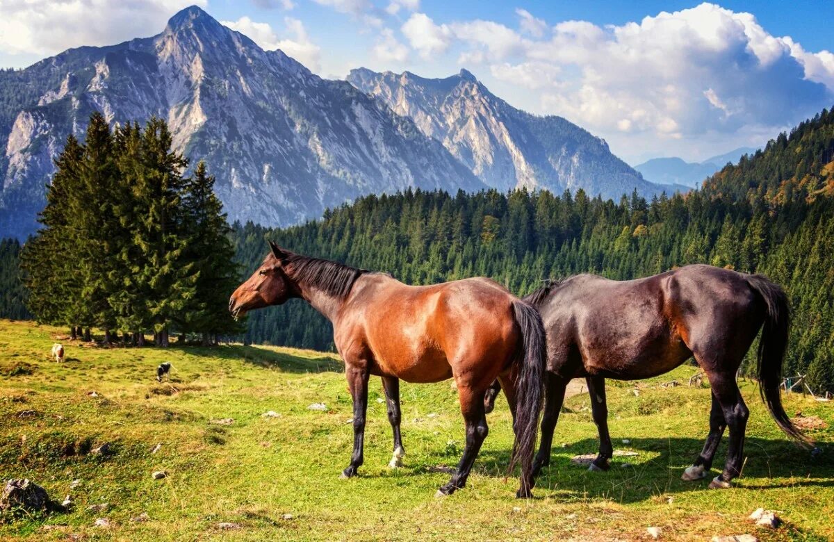 0 horses. Природа Кыргызстана табун лошадей. Лошади в горах. Лошади на природе. Пейзаж с лошадьми.