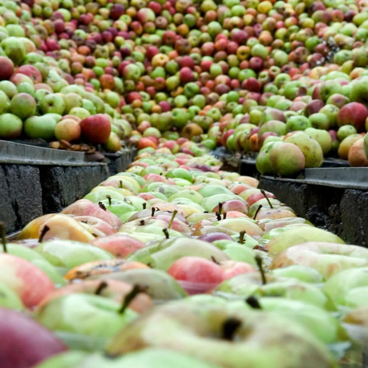 Где можно купить яблоки. Яблоки на прилавке. Яблоки на рынке. Закуп яблок. Производство яблок.