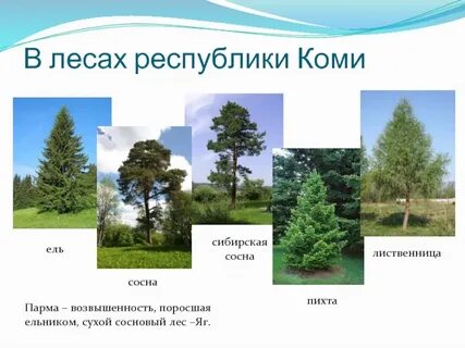 В лиственных лесах преобладают