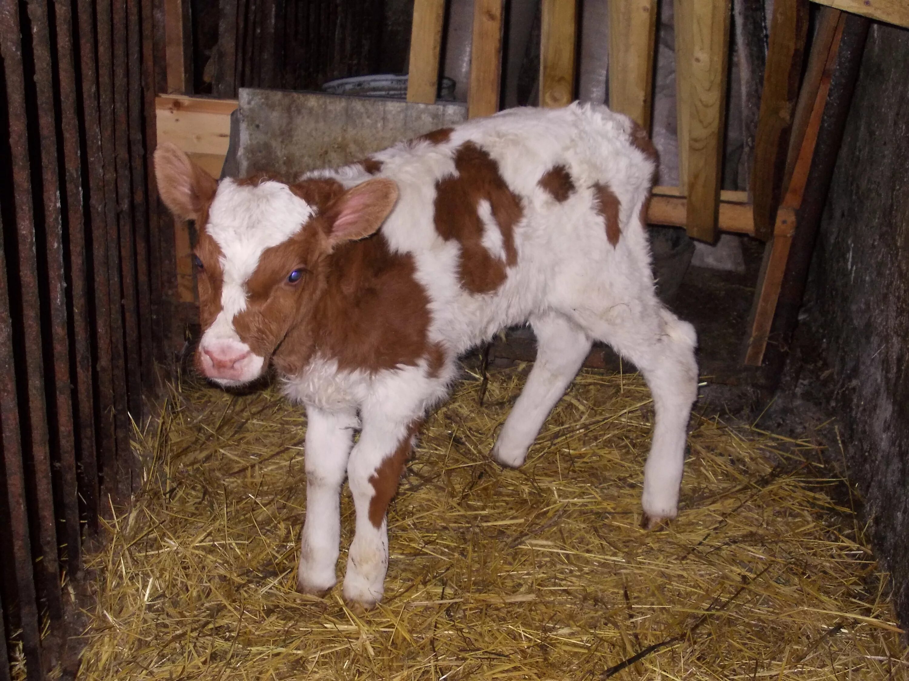 Месячный теленок. Маленькие телята. Месячный бычок. Айрширская телята. Айрширская порода бычков.