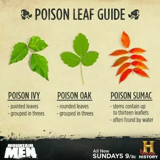 Ivy перевод