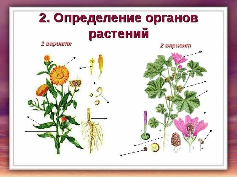 Изучить внешнее строение травянистого цветкового растения. Схема строения цветкового растения. органы цветковых растений схема. строение органов цветкового растения. органы цветкового растения 5 класс.